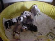 dsc00014a.jpg