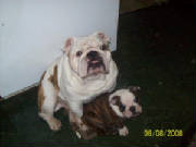 puppies004.jpg