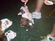 puppies039.jpg