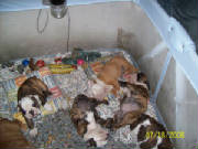 puppies718.jpg