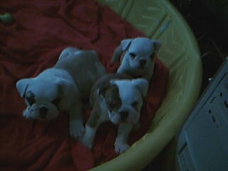 babies.jpg