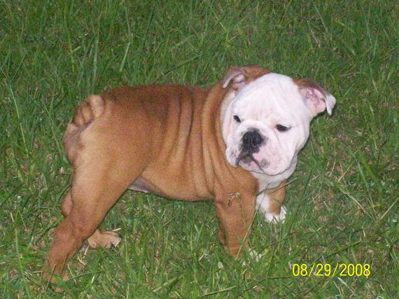 dolly021.jpg