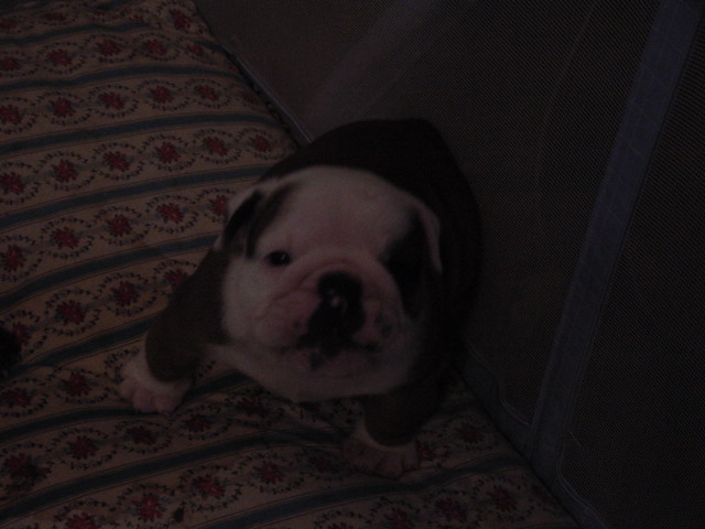dsc00091.jpg