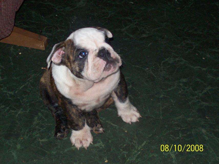 pup1.jpg