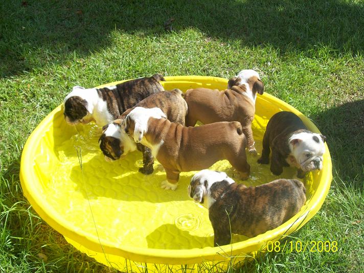 puppies.jpg