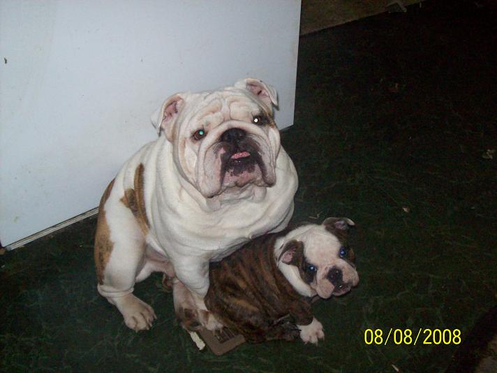 puppies004.jpg