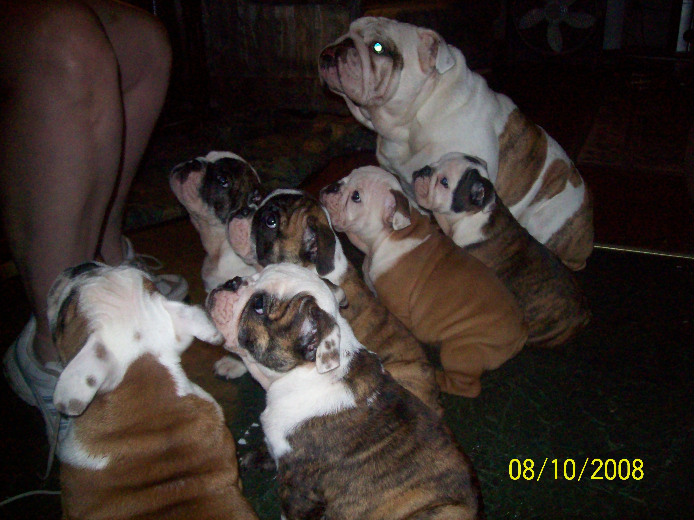 puppies019.jpg