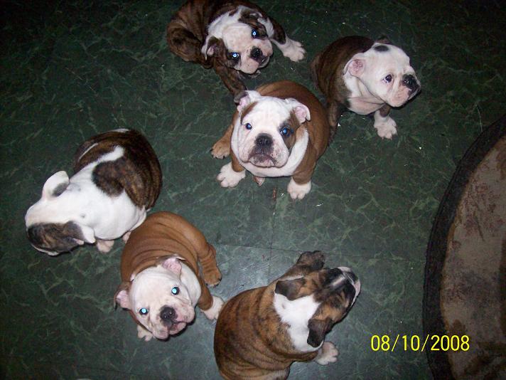 puppies025.jpg