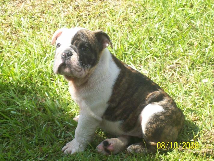 puppies053.jpg