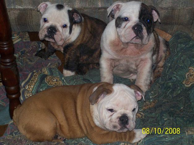puppies068.jpg