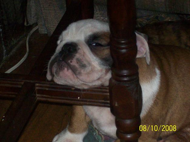 puppies077.jpg