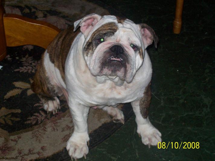 puppies085.jpg