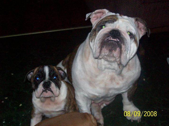 puppies11.jpg