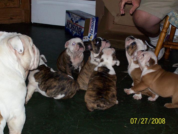 puppies726a.jpg