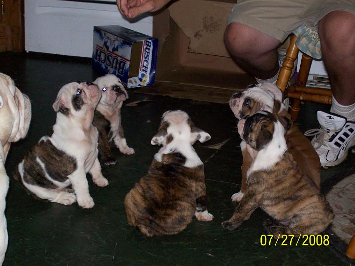 puppies726c.jpg